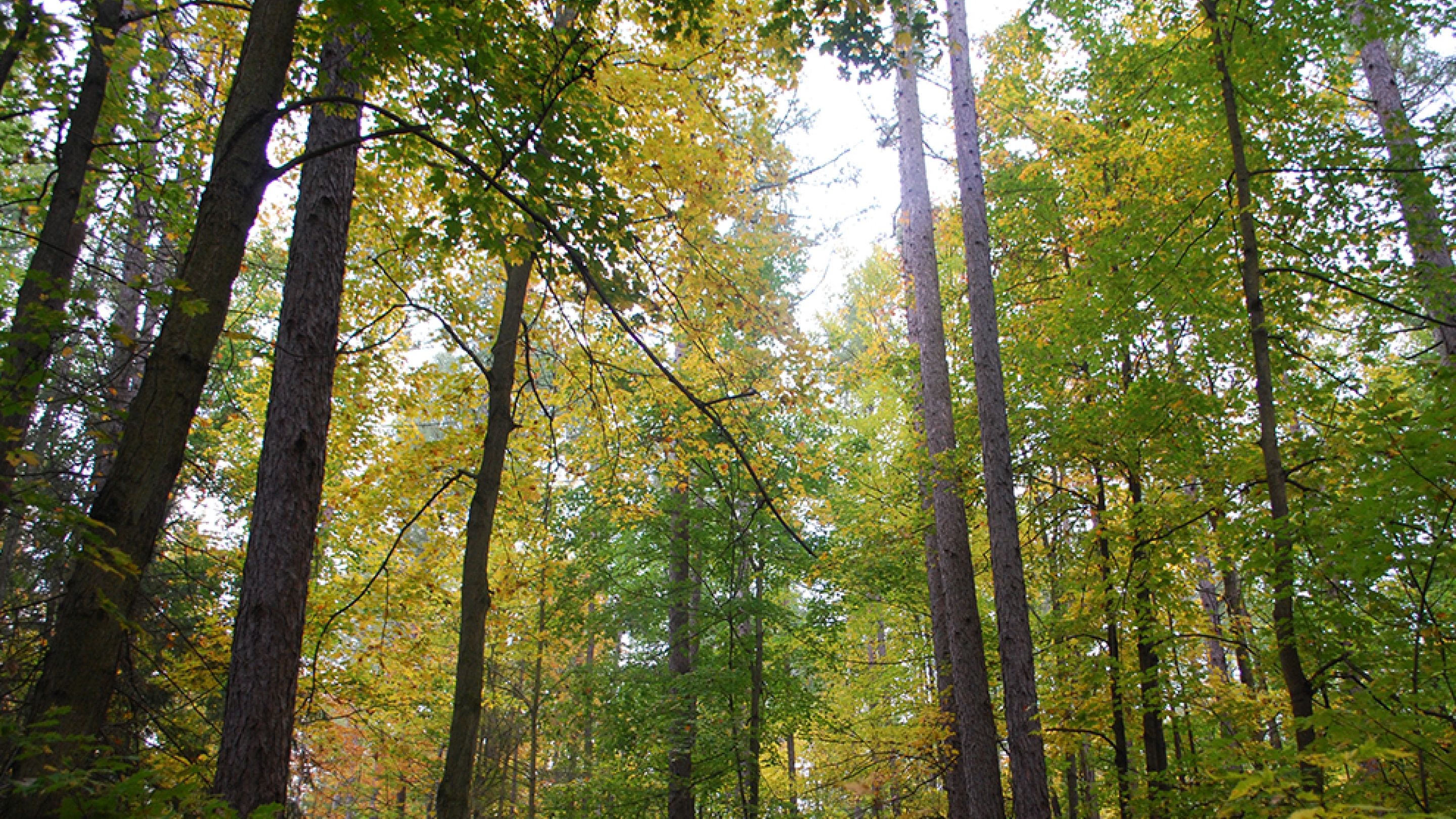 Forests York Region